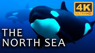 The Depths of the North Sea: Life in the Cold Abyss | Secrets of the Seas Ep. 1 | 4K UHD Documentary