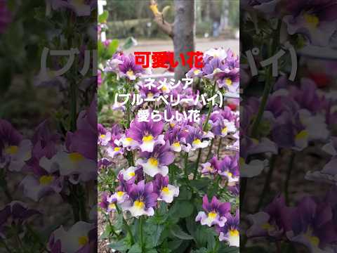 可愛い花(ザ・ピーナッツ)から愛らしい花ネメシア シクラメン2025 #music #song #flowers  #nature #winter #osaka #japan #life #ネメシア