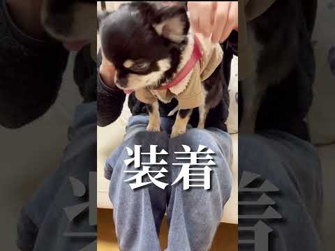 さぁ。お散歩いくよー。装着！#shorts #チワワ #チワワと暮らす #chihuahua #dog #pets #散歩 #cute #cutedogs