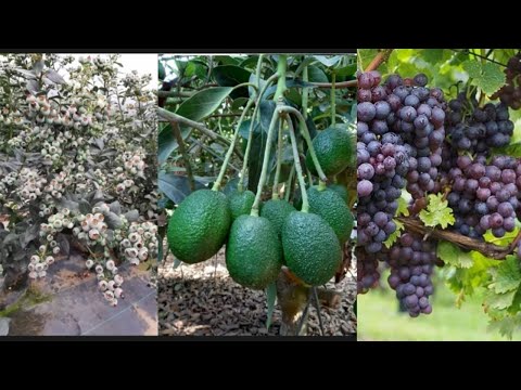 Biostimulation in Avocado vine and Blueberry for a better Production.