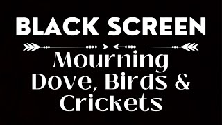 Mourning Dove, Birds and Cricket Sounds | Early Morning Ambience | Black Screen 10 Hours