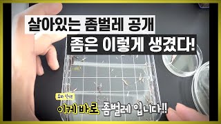 실제 좀벌레는 이렇게 생겼습니다 좀벌레 퇴치법과 예방법 알려드립니다