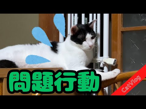 【猫Vlog】猫のスプレー対策の全貌😥 #Vlog #猫動画 #マーキング #対策