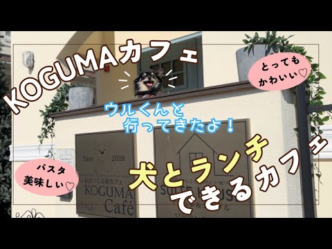 モデルハウスで犬とランチ♪KOGUMAカフェむさし村山店