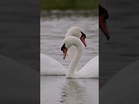 Swan Lake Serenade 🦢✨Dancing swans in the rain 🌧️ #wildlifephotography