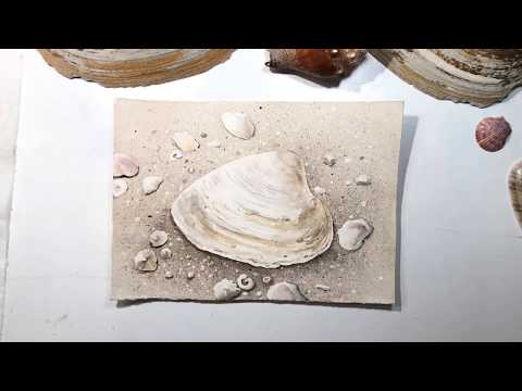 Tellin Shell Watercolor Painting