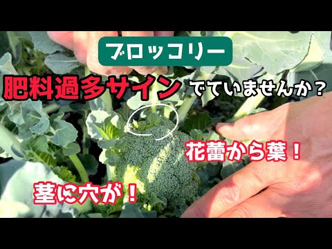 【野菜】「第9回　週一農業」ブロッコリーの肥料過多サインはこれ！他にも秋野菜色々収穫します！