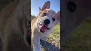 chhammak chhallo 😍||new trend||#trendingsong|#shortl#viral #dream#doglover @r2returnstatus