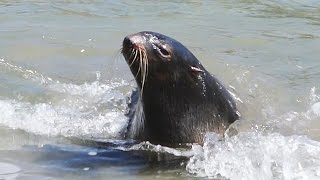 保護のオットセイ、リハビリ終え海へ