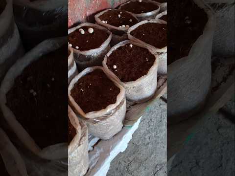 Mushroom koh paani kese deteh hai Mushroom farming in India #shorts