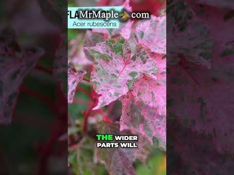 The Stunning Acer rubescens 'Red Flamingo' Snakebark Maple | Your Fall Foliage Must Have