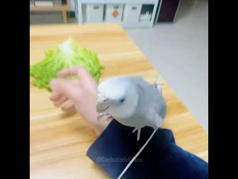 Adorable Cockatiel Skyler's Cute Peekaboo Playtime #cutepets #birdscharm #cockatielscraze