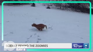 Does your pet get the zoomies? There is a science behind it.