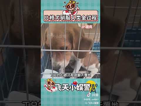 目睹了比格犬馴服人類的全過程 素材來源：獵客 #比格犬 #比格犬受害者聯盟 #萌寵 #狗狗