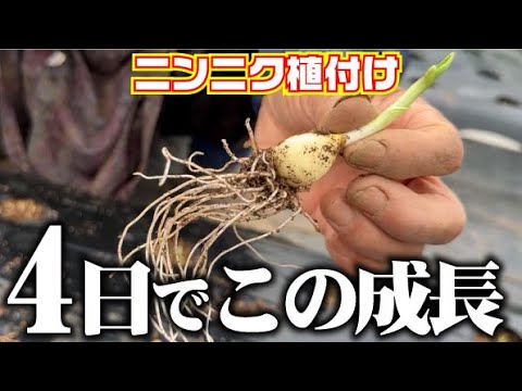 【病気に負けないニンニクになる追肥】植付けから4日でぐんぐん成長しましたので追肥をします【MリンPK液肥の素】【発酵リン酸肥料】【アミビタゴールド】