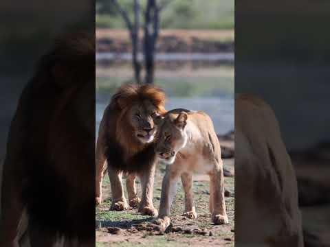 "Majestic Bond: The Lioness and Her Lion's Love" #facts #fascinatingwildlife #endangeredspecies