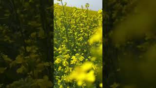 Canola flowers in full bloom