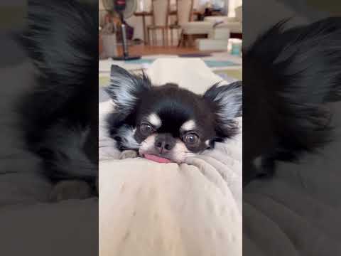 お股の間で寝るのが好きなうちのチワワ#shorts #チワワ #ブラックタン#funnydogs #chihuahua #cutedogs