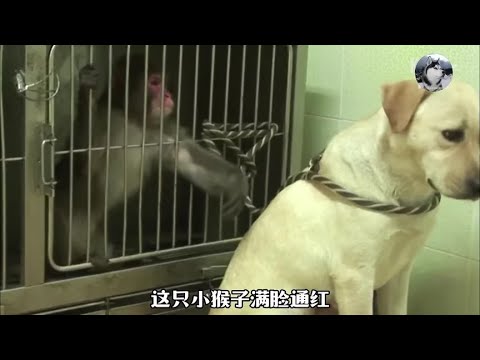 小猴子长期被同学欺凌，拉布拉多治愈了它，太让人暖心了吧#动物