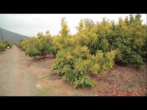 Fertigation in avocado cultivation (Avocado).