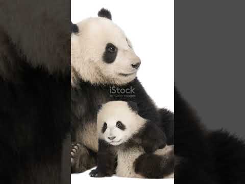 Todays animal  is Pandas #Pandas #panda