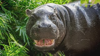 Meet Akobi, the new pygmy hippo at the Houston Zoo