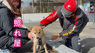 大好きなガソリンスタンドの店員さんに会えて嬉しいくせにツンデレな態度をとる柴犬が可愛い