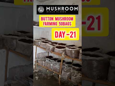 Mushroom farming business Button mushroom bag#shorts #farming