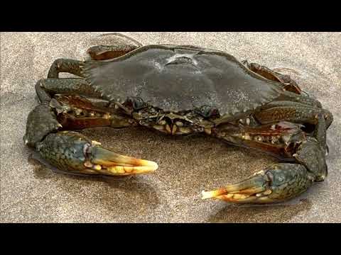 Facts: Giant Mud Crabs