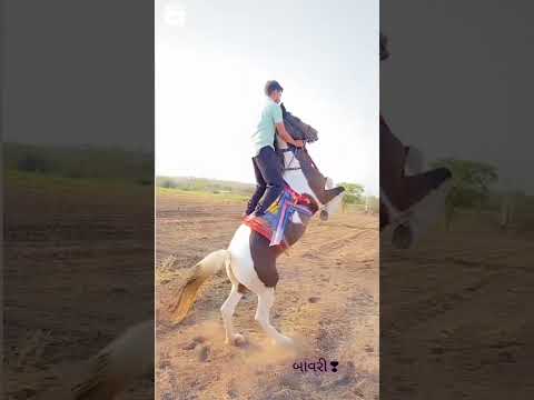 Marwadi - - - Horse - - - Lovers - - - #shorts -- - #horse -  - #punjabi