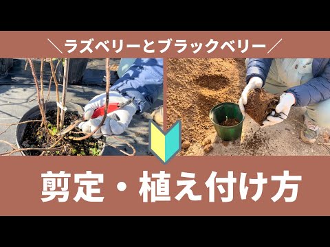 【果樹】ラズベリー・ブラックベリーの冬場の管理（植え付け、剪定）