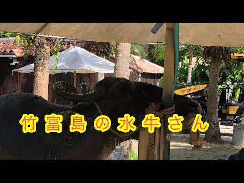 竹富島の水牛さん(休憩中)