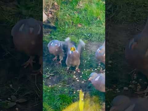 Gangster Birds 🦅 fighting 🤺for food 🍱 #shortsvideo #birds #pigeon #wildlife