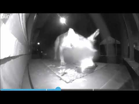 Scrim, the New Orleans runaway dog, caught on camera devouring food set out for neighborhood cats