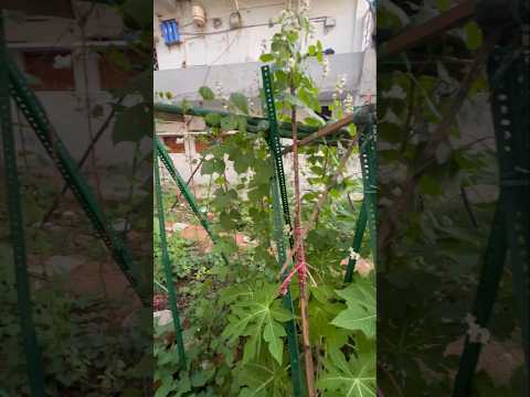 Hyacinth Beans Vine and Long Beans Vine updates (S-074) #garden #shorts #youtubeshorts #plants