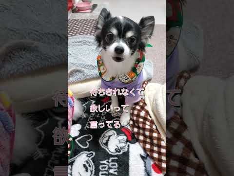 #障害犬のお座り #サロン #Xmas#ちゅーる