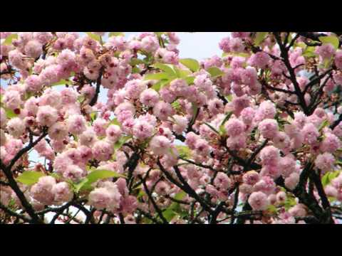 兼六園菊桜