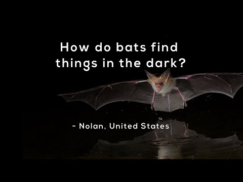 How do bats find things in the dark?