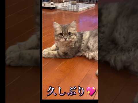 すずとノア#癒し #ねこのいる生活 いぬ #いぬ ラガマフィン　マルプー　成長