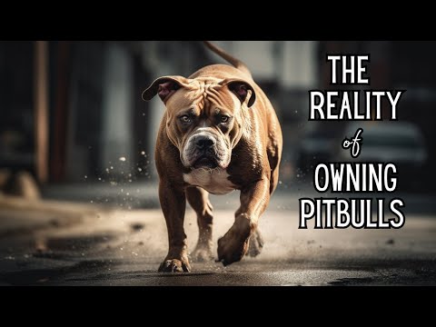 The most critical mistakes that Pitbull owners make