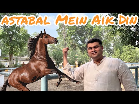 Ghoday ka ASTABAL- Hamara Dramaybaaz Squad | Vlog with Horses , Mule & Donkeys