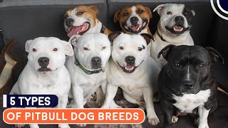 5 Types Of Pit Bull Dog Breeds | Pitbull Plannet