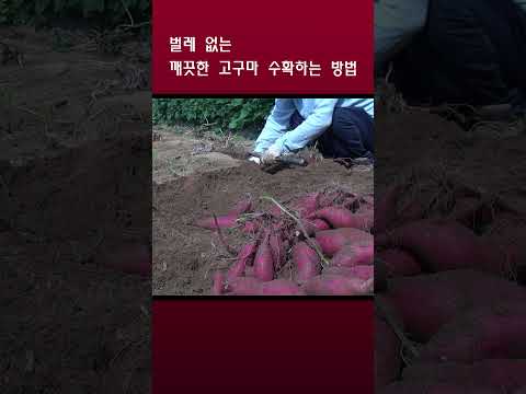 깨끗한 고구마 수확하는 간단한 방법 #short  #farming #농사 #고구마수확시기