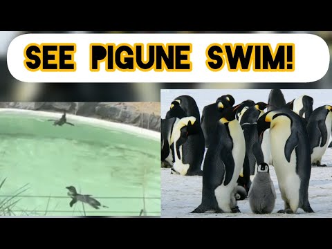 PUGUINE SWIMMING ADVENTURE!||WATCH THE CUTENESS!