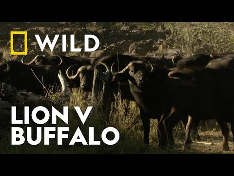 Buffalo Takedown | Killer Safari | National Geographic WILD UK