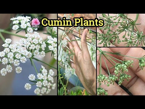 cumin(jeera)plant/சீரகம் செடி