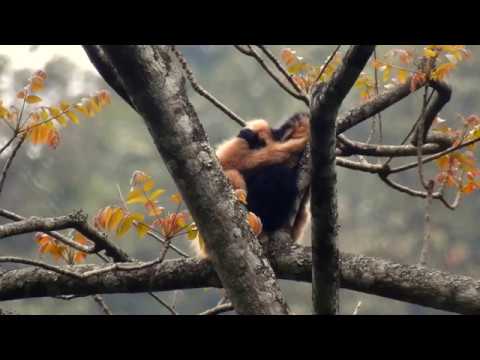 Primates of Vietnam