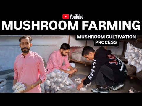 Mushroom farming business in India | Button mushroom grow in bags | Farming life | 2025