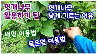 헛개나무를 낮게 기르는 이유와 방법 / 헛개나무 새잎과 묵은 잎, 어린가지 활용하는 방법/ 헛개차 만드는 요령.