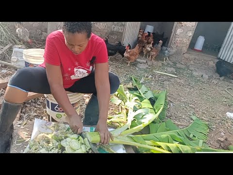 How to ferment banana stem for Poultry #poultryfarming